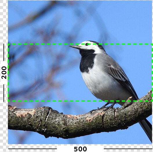 Example Of Min Filter On An Image   Old World Flycatcher  HD Png DownloadTransparent PNG