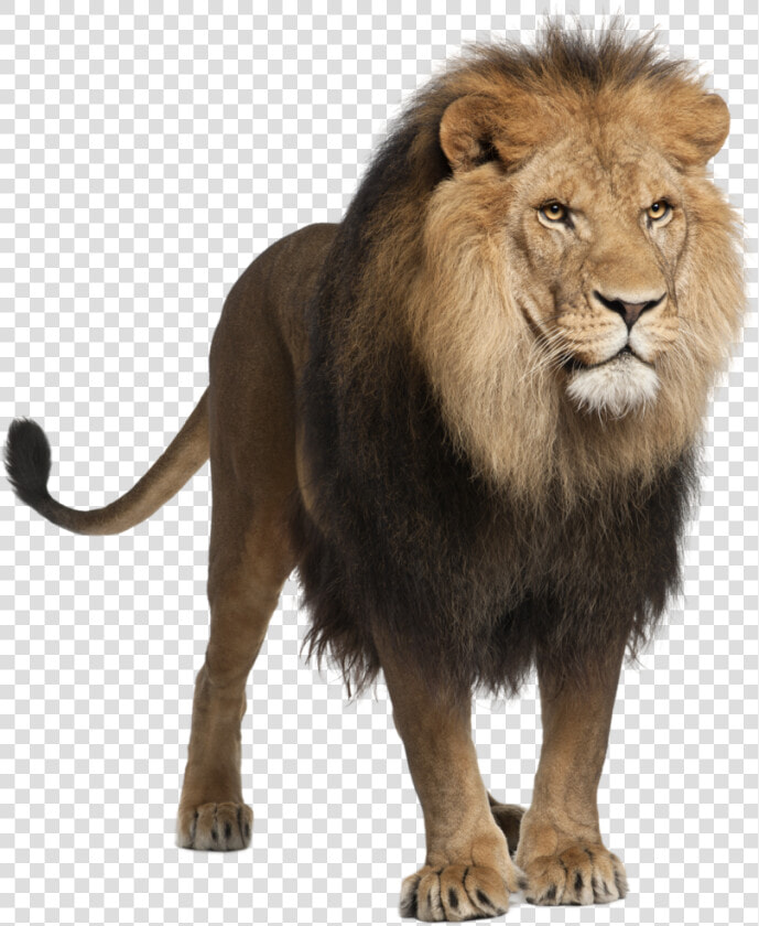 Lion Png Image  Free Image Download  Picture  Lions   Panthera Leo  Transparent PngTransparent PNG