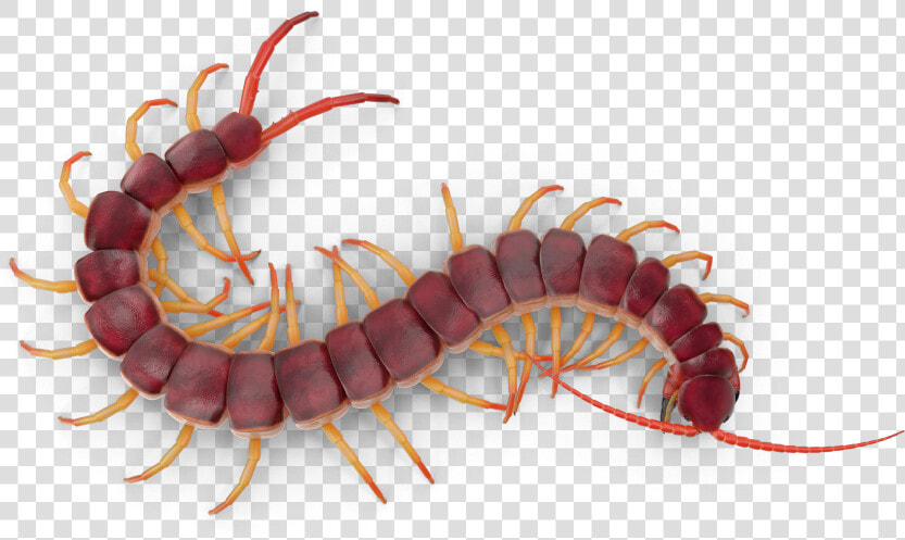 Centipede Transparent  HD Png DownloadTransparent PNG