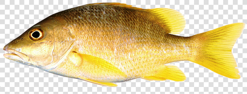 Thumb Image   Snapper With Yellow Fins  HD Png DownloadTransparent PNG