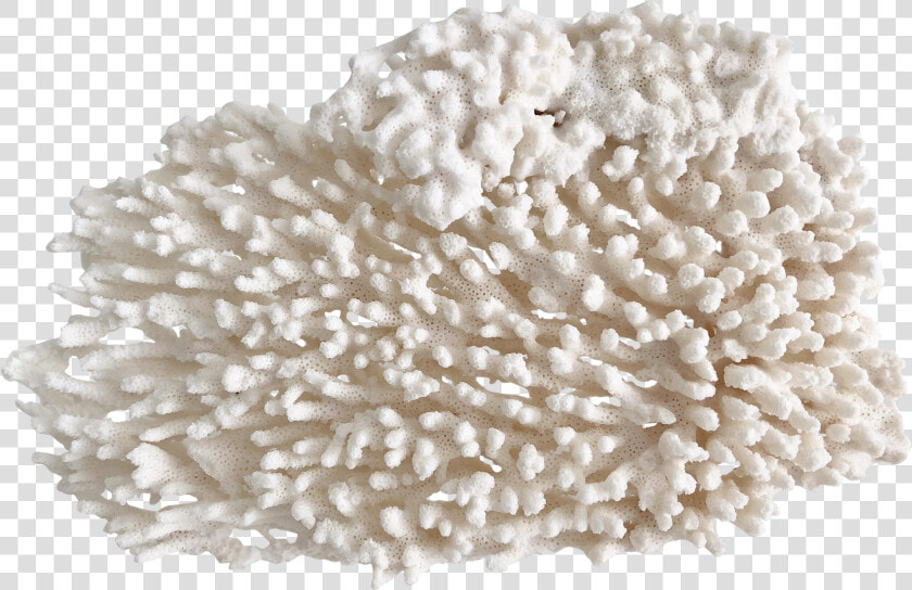 Fungus  HD Png DownloadTransparent PNG