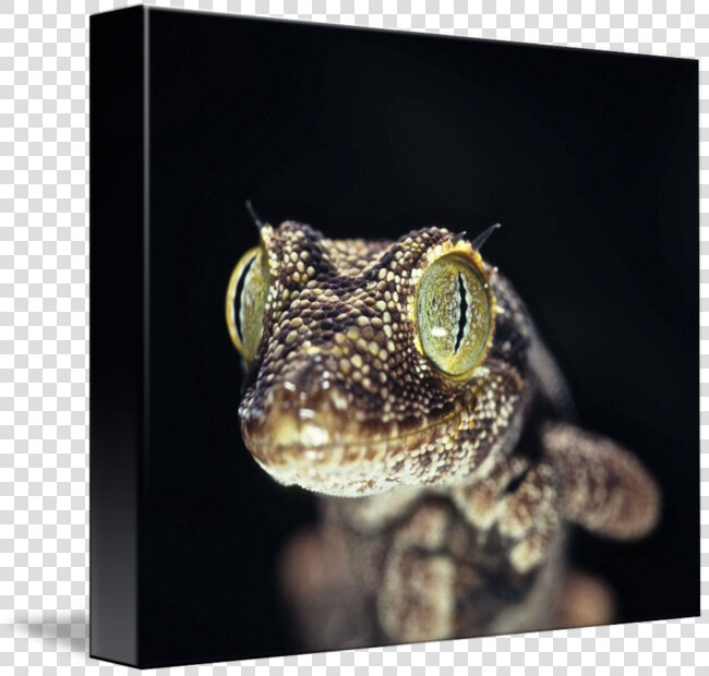 Clip Art Gecko Eye   Gecko  HD Png DownloadTransparent PNG