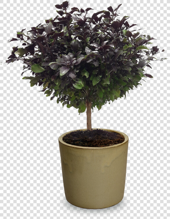 Flowerpot  HD Png DownloadTransparent PNG