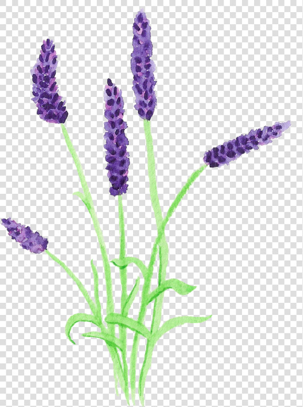 Print Pinterest Flower   Vectoriel Lavande Transparent  HD Png DownloadTransparent PNG