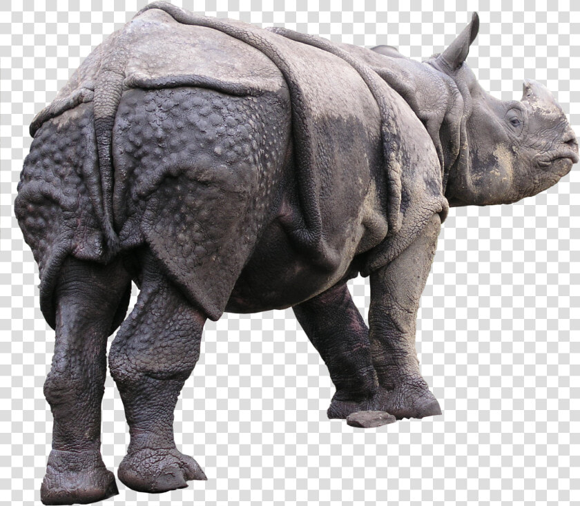 Indian Rhinoceros  HD Png DownloadTransparent PNG