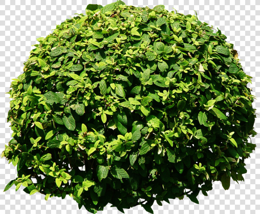 Clip Art Texture Png For   Tree Bushes  Transparent PngTransparent PNG