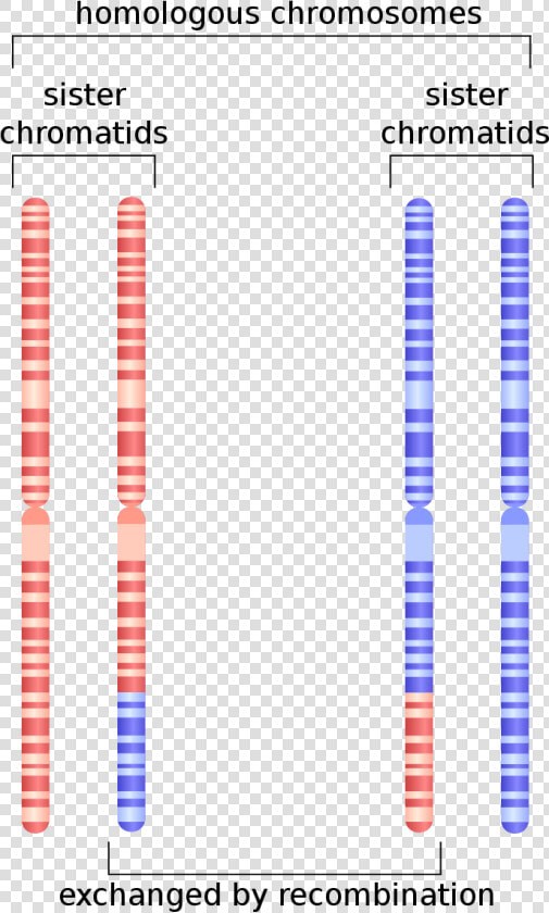 Chromatin Drawing Chromosome Sister Chromatids   Homologous Biology  HD Png DownloadTransparent PNG