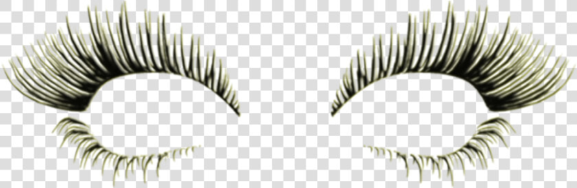 Lashes  Diva Slimming And Aesthetics   Eyelash Extensions  HD Png DownloadTransparent PNG