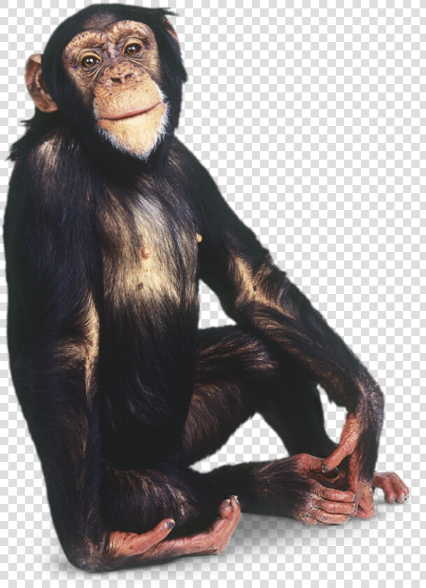 Monkey Png   Chimpanzee Png  Transparent PngTransparent PNG