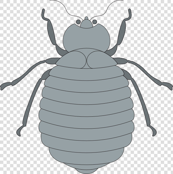 Gray Beetle Svg Clip Arts   Gray Beetle Clipart  HD Png DownloadTransparent PNG