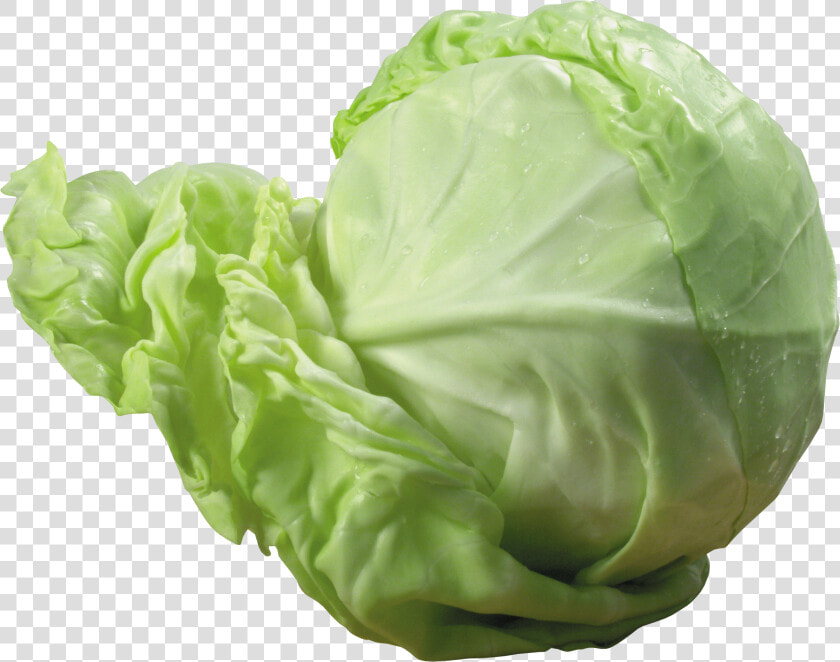 Download This High Resolution Cabbage Transparent Png   Cabbage Png  Png DownloadTransparent PNG