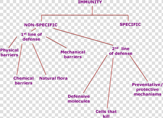 Https     worldofbiology09   Wikispaces   Com biol   Mectron Mar 1  HD Png DownloadTransparent PNG