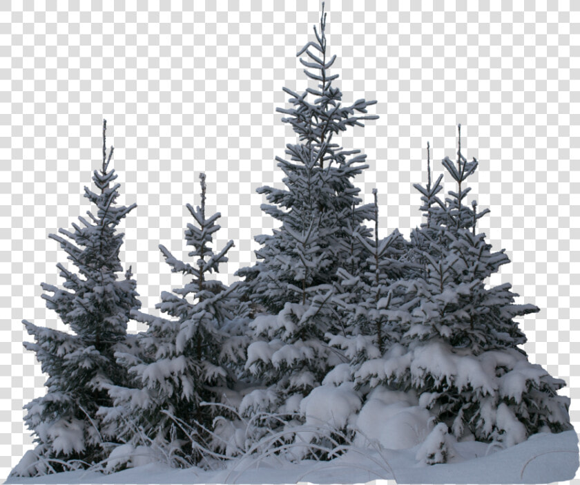  tree  trees  winter  snow  terrieasterly   Tree With Snow Png  Transparent PngTransparent PNG