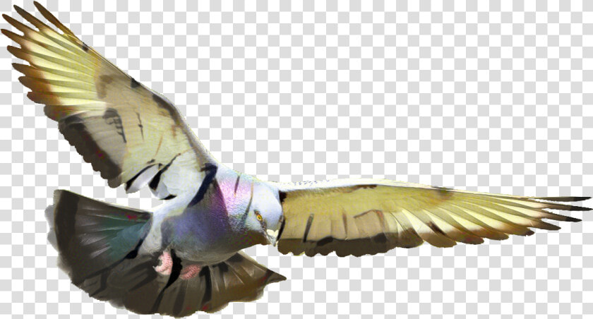 Pigeon Flying   Transparent Cartoons   Transparent Background Flying Pigeon Png  Png DownloadTransparent PNG