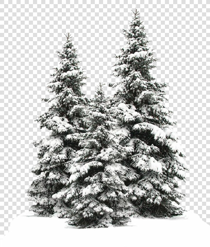  tree  trees  christmas  christmastree  snow  winter   Snow Fir Tree Png  Transparent PngTransparent PNG