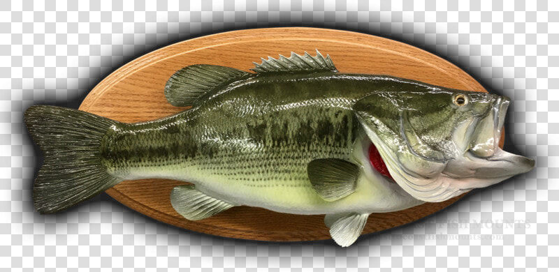 Perch  HD Png DownloadTransparent PNG