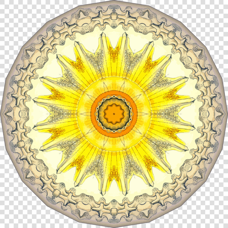 Sunflower Seed plate flower   Sunflower  HD Png DownloadTransparent PNG