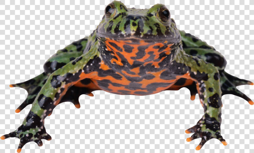 Frog Png   Fire Bellied Toad Transparent  Png DownloadTransparent PNG