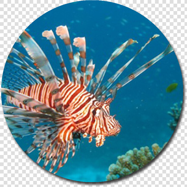 Red Lionfish   Png Download   Red Lionfish  Transparent PngTransparent PNG