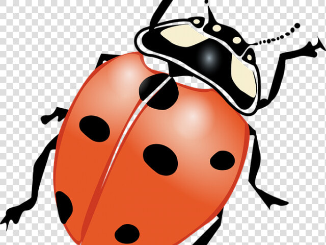 Ladybug Images Black And White   Outline Drawing Of Bug  HD Png DownloadTransparent PNG