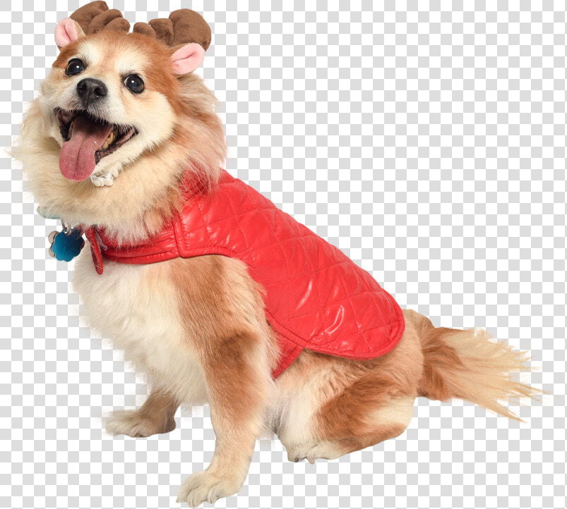 Dog In Holiday Jacket And Reindeer Antlers Cat In Santa   Cut Out Dogs  HD Png DownloadTransparent PNG