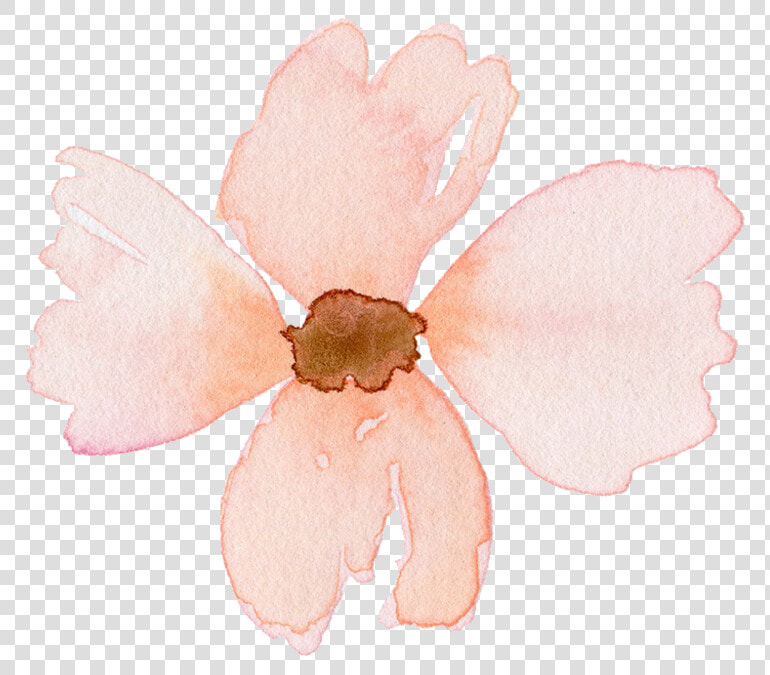 Plant magnolia Family wildflower   Impatiens  HD Png DownloadTransparent PNG