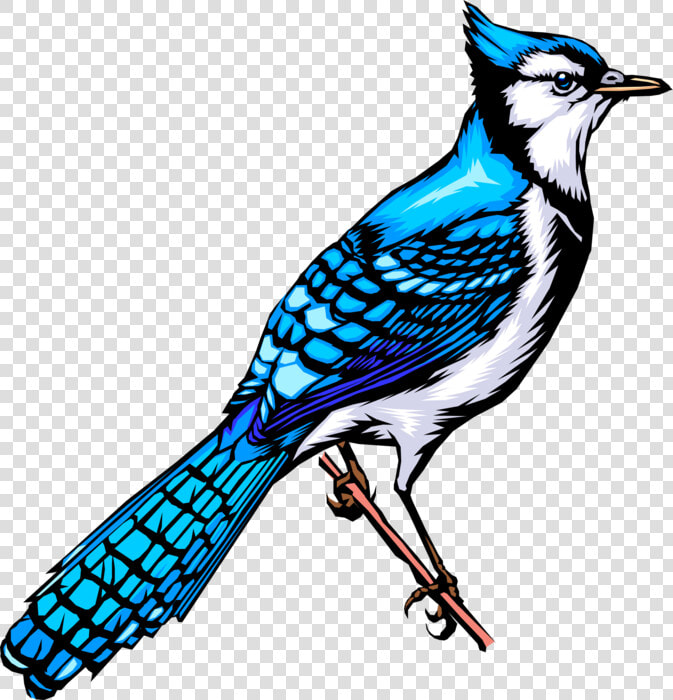 Vector Illustration Of Feathered Vertebrate North American   Animated Blue Jay Bird  HD Png DownloadTransparent PNG