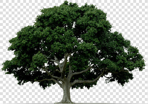 Arbor day   Common Trees Billings Montana  HD Png DownloadTransparent PNG