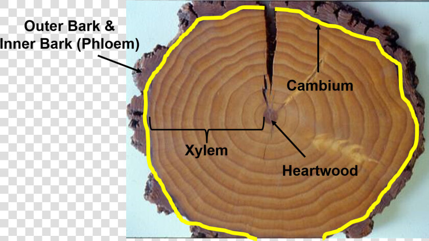 Xylem And Phloem In Tree Rings  HD Png DownloadTransparent PNG