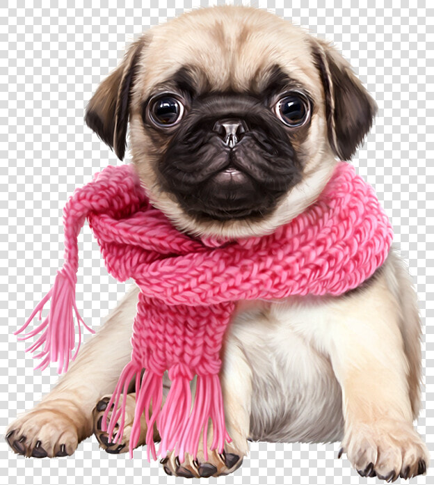 Transparent Pugs Clipart   Pug Png  Png DownloadTransparent PNG