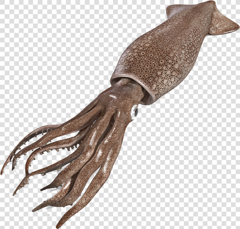 Squid Png Free Background   Squid Png  Transparent PngTransparent PNG