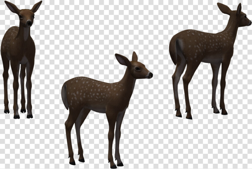 White tailed Deer Elk Clip Art   Herd  HD Png DownloadTransparent PNG