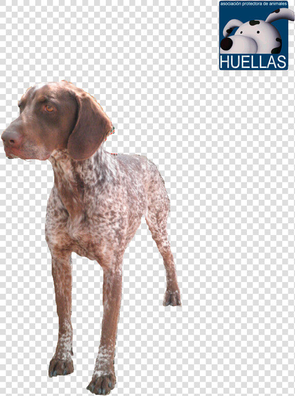 Transparent Huellas Png   Braque Francais  Png DownloadTransparent PNG