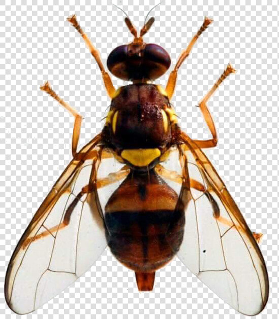 Queensland Fruit Fly  HD Png DownloadTransparent PNG