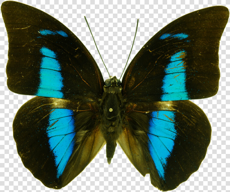 Mariposas Mancha  HD Png DownloadTransparent PNG