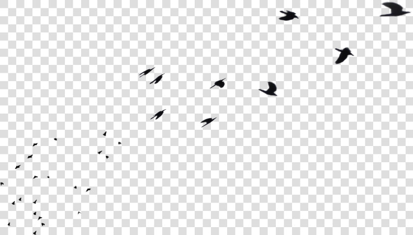 Flock Of Birds Flying Away In Distance Png Stock By   Flock  Transparent PngTransparent PNG