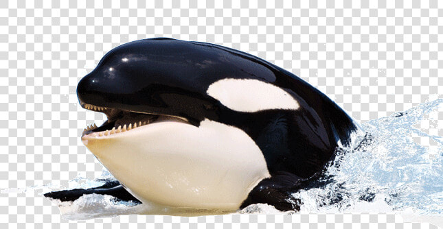 Orca Killer Whale Png  Transparent PngTransparent PNG