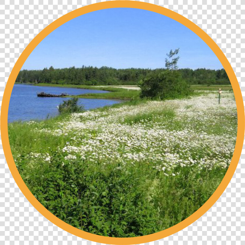 Freshwater Marsh  HD Png DownloadTransparent PNG