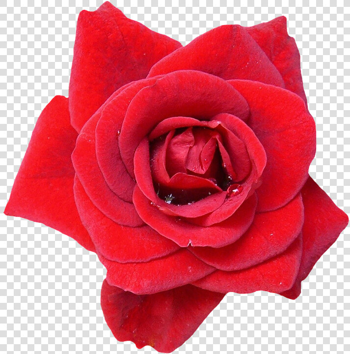 Rosa  Vermelho  Flor  Flores  Natureza  Flores Rosa   Imagens Da Planta Rosa  HD Png DownloadTransparent PNG