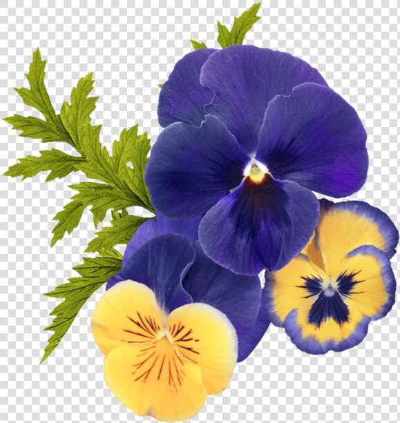 Flor Pensamiento Para Sublimar  HD Png DownloadTransparent PNG