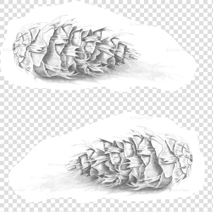 Douglas Fir Pine Cone Black And White Fabric   Illustration  HD Png DownloadTransparent PNG