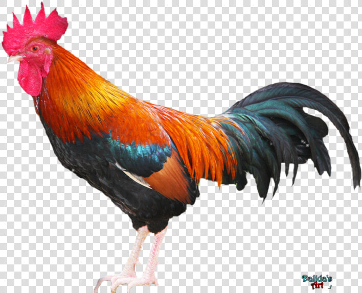 Rooster Png Download Image   Rooster Images Png  Transparent PngTransparent PNG