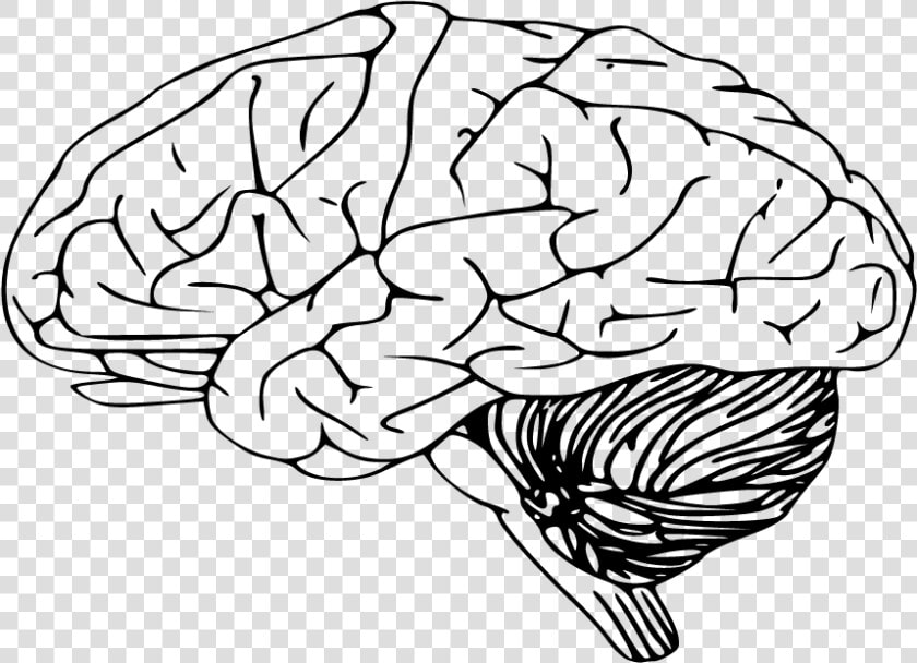 Brain Clipart Sketch   Black And White Brain  HD Png DownloadTransparent PNG