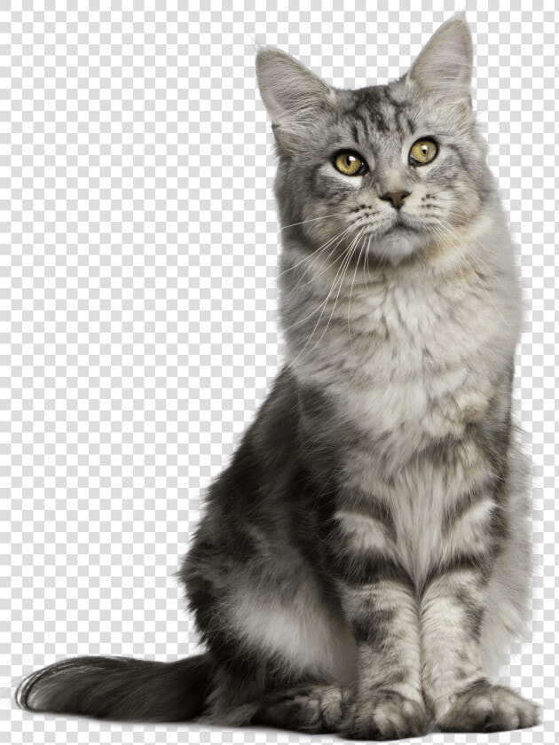 Pet Sitting Feral Cat Dog   Sitting Cat Transparent Background  HD Png DownloadTransparent PNG