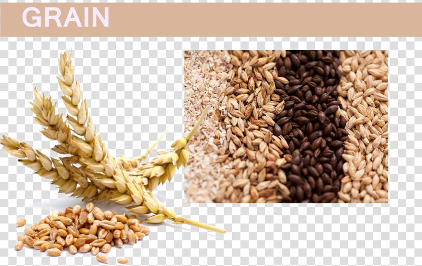 Grain Png Pic   Wheat And Barley  Transparent PngTransparent PNG