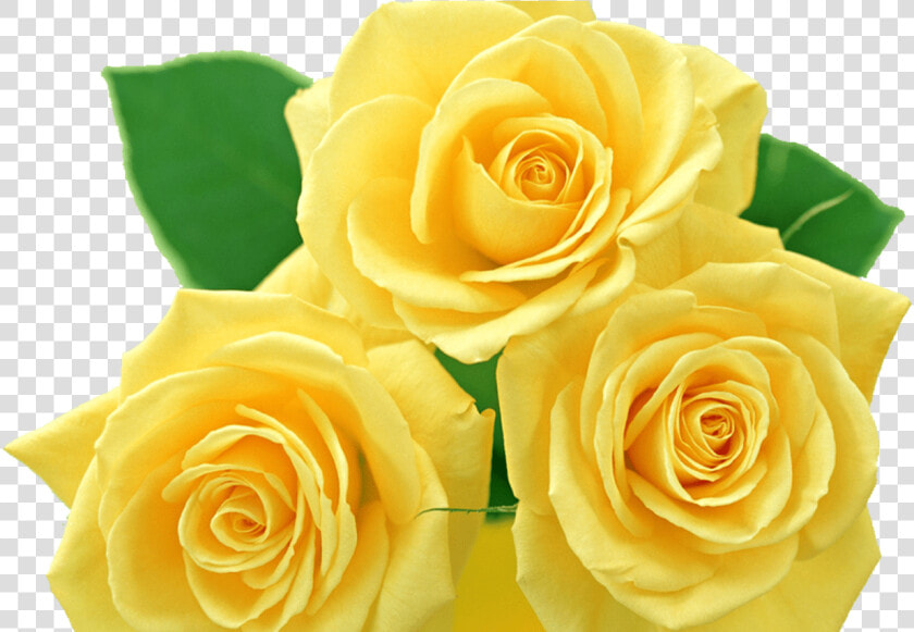 Yellow Rose Clip Art Yellow Roses Png By Melissa Tm   Yellow Rose Images Hd Download  Transparent PngTransparent PNG