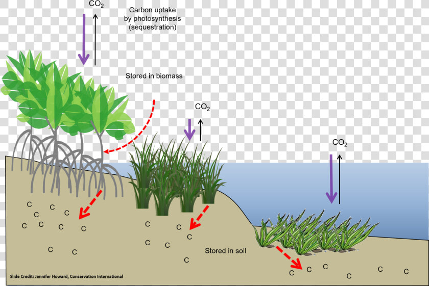 Photosynthesis In Salt Marshes  HD Png DownloadTransparent PNG