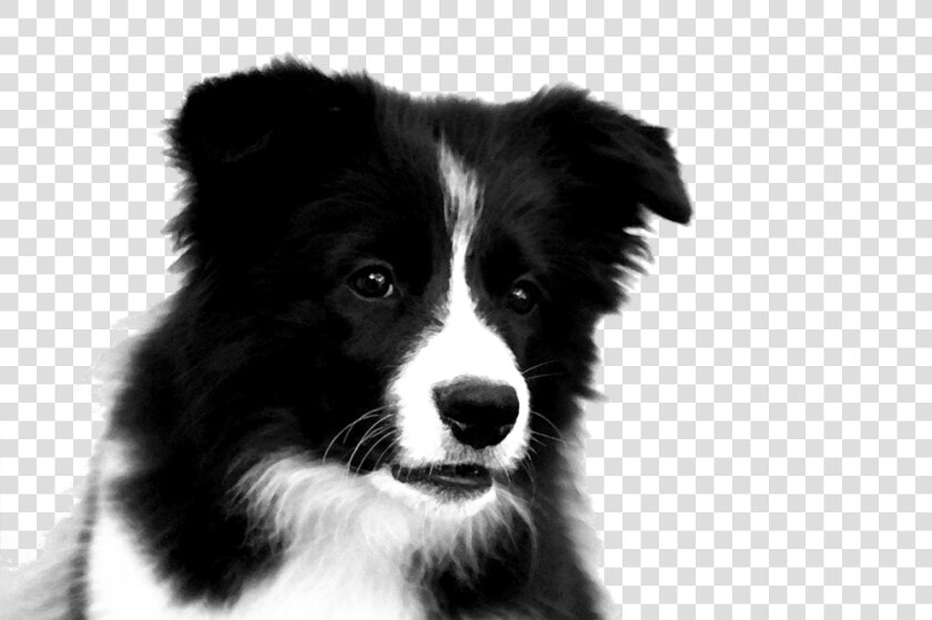 Download Border Collie Png Photos 049   Puppy Border Collie Drawing  Transparent PngTransparent PNG