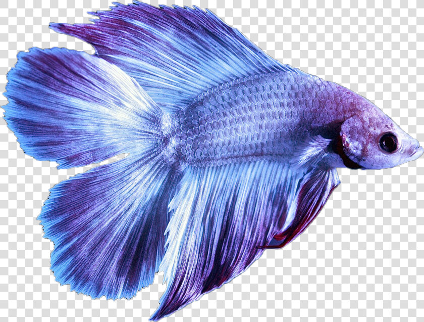 Tropical Betta Fish  HD Png DownloadTransparent PNG