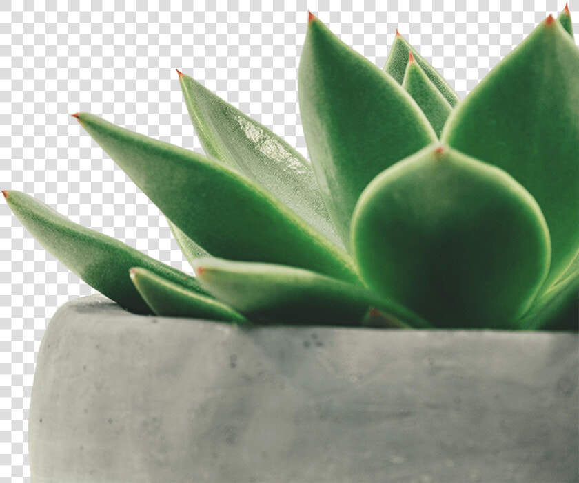 Succulent   Minimalist Plant Wallpaper Iphone  HD Png DownloadTransparent PNG